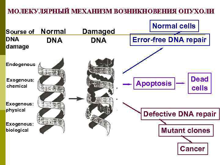 МОЛЕКУЛЯРНЫЙ МЕХАНИЗМ ВОЗНИКНОВЕНИЯ ОПУХОЛИ Sourse of DNA damage Normal DNA Damaged DNA Normal cells