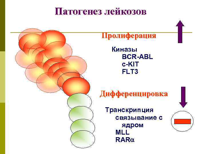 Патогенез лейкозов Пролиферация Киназы BCR-ABL c-KIT FLT 3 Дифференцировка Транскрипция связывание с ядром MLL