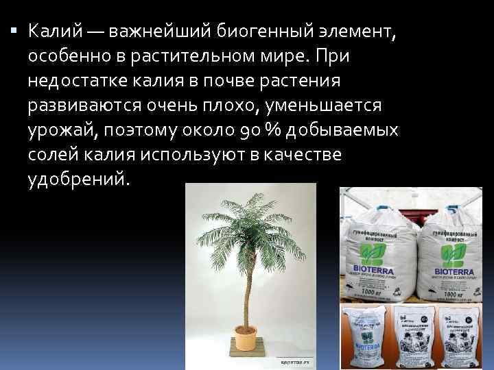  Калий — важнейший биогенный элемент, особенно в растительном мире. При недостатке калия в