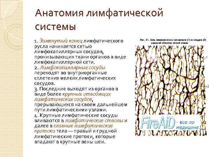 Анатомия лимфатической системы 1. Замкнутый конец лимфатического русла начинается сетью лимфокапиллярных сосудов, пронизывающих ткани