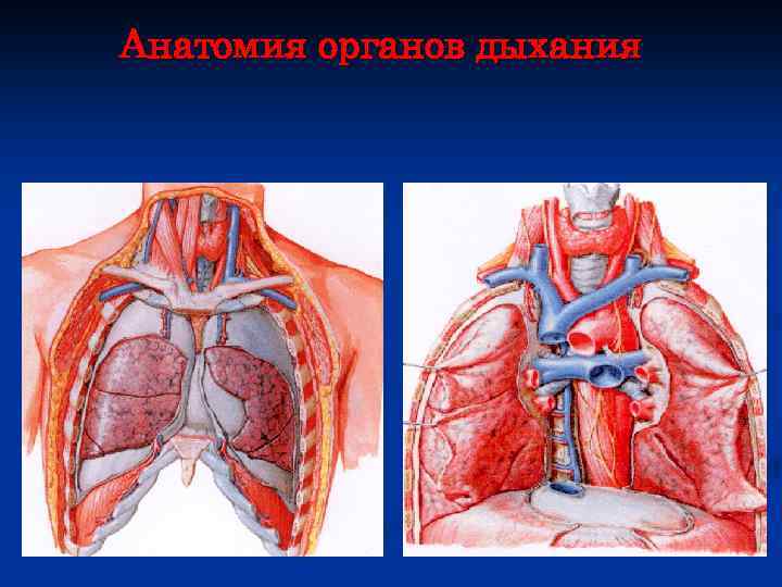 Анатомия органов дыхания 