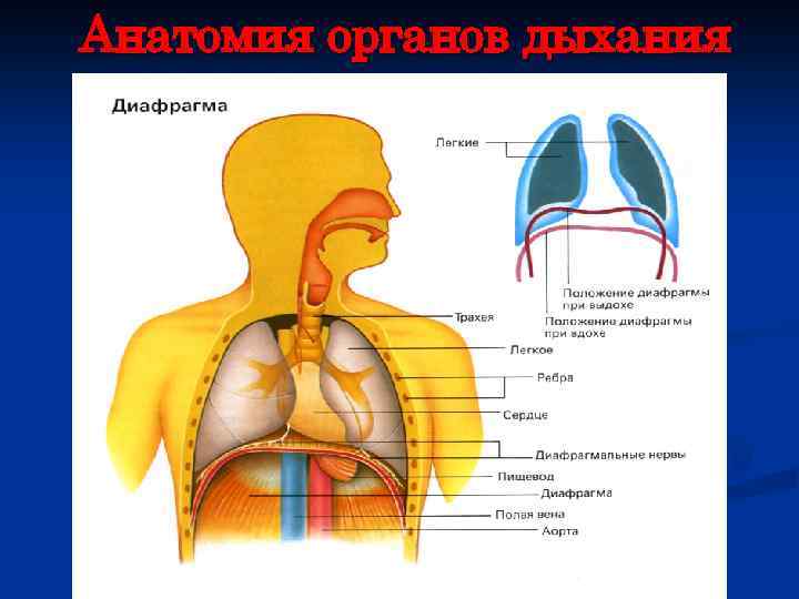 Анатомия органов дыхания 