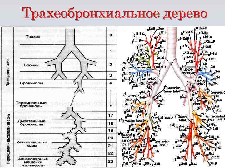 Трахеобронхиальное дерево 