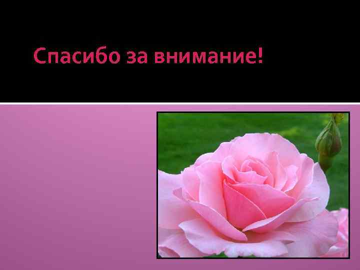 Спасибо за внимание! 