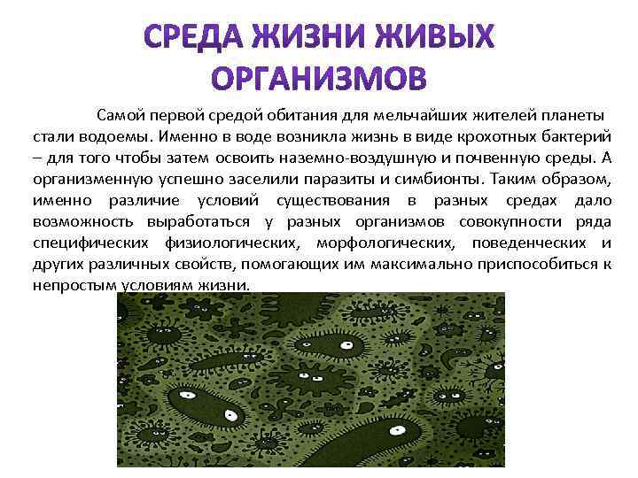 Самой первой средой обитания для мельчайших жителей планеты стали водоемы. Именно в воде возникла