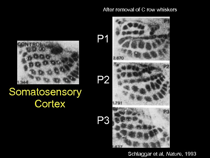After removal of C row whiskers P 1 P 2 Somatosensory Cortex P 3