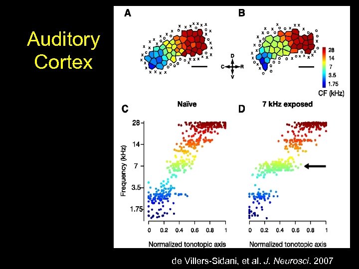 Auditory Cortex de Villers-Sidani, et al. J. Neurosci. 2007 