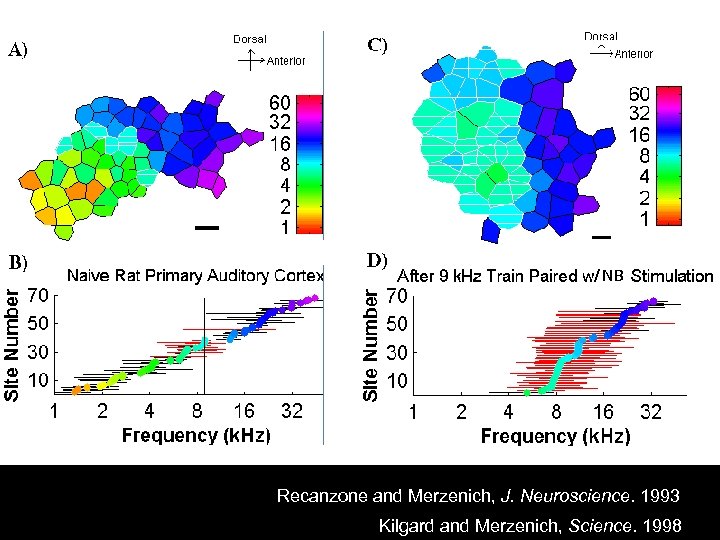 Best Frequency NB Recanzone and Merzenich, J. Neuroscience. 1993 Science, 1998 Kilgard and Merzenich,