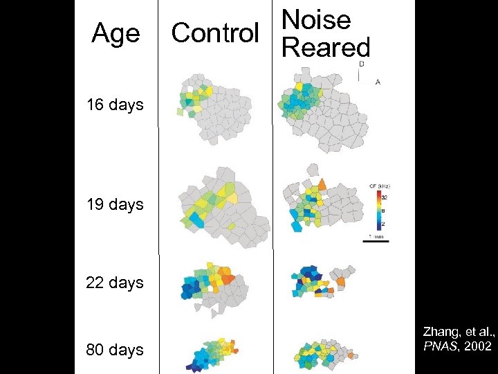 Age Noise Control Reared 16 days 19 days 22 days 80 days Zhang, et