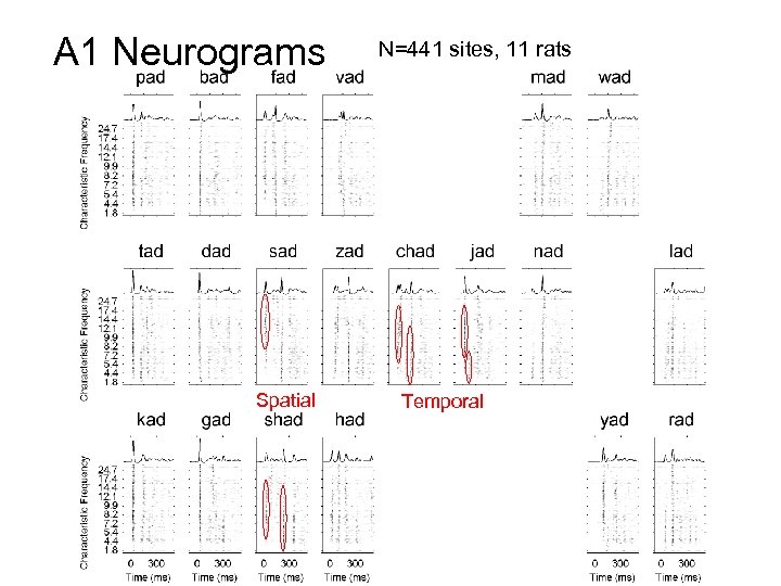 A 1 Neurograms Spatial N=441 sites, 11 rats Temporal 