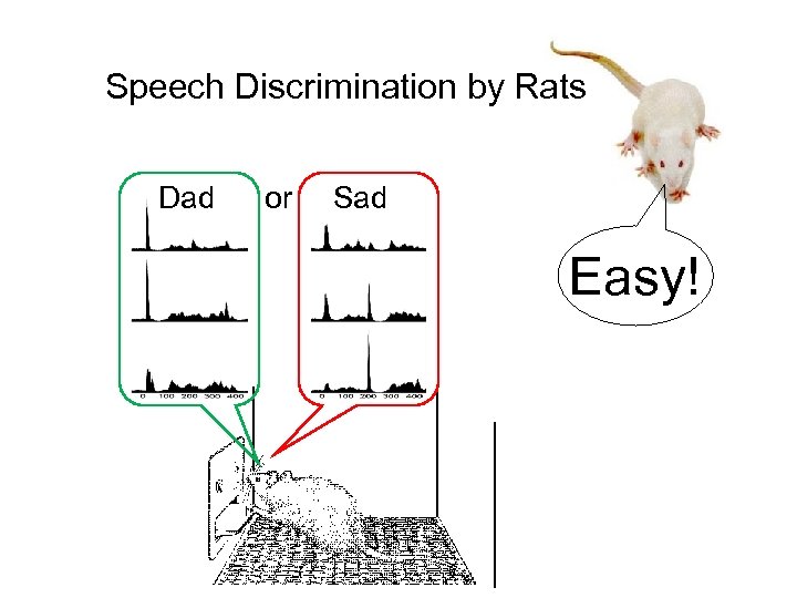 Speech Discrimination by Rats Dad or Sad Easy! 