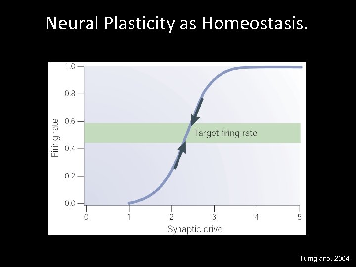 Neural Plasticity as Homeostasis. Turrigiano, 2004 