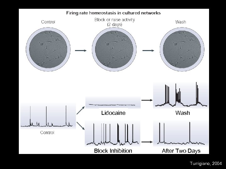 Lidocaine Wash Block Inhibition After Two Days Turrigiano, 2004 
