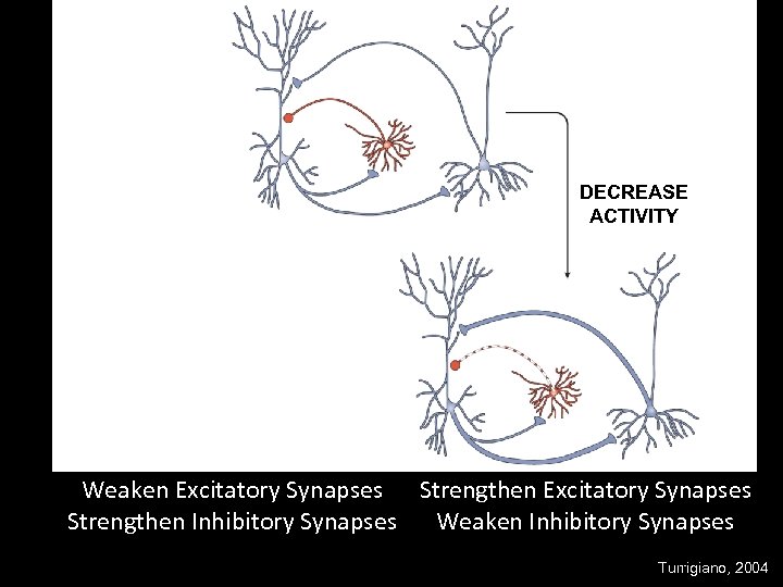 INCREASE ACTIVITY DECREASE ACTIVITY Weaken Excitatory Synapses Strengthen Inhibitory Synapses Weaken Inhibitory Synapses Turrigiano,