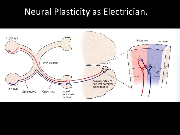 Neural Plasticity as Electrician. 