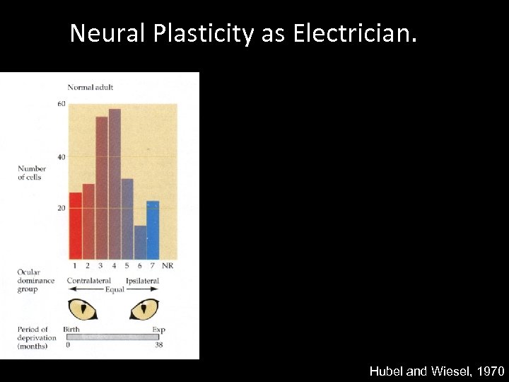 Neural Plasticity as Electrician. Hubel and Wiesel, 1970 