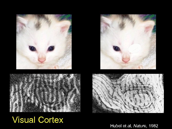 Visual Cortex Hubel et al, Nature, 1982 