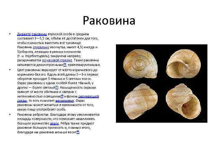 Раковина • • • Диаметр раковины взрослой особи в среднем составляет 3— 5, 5