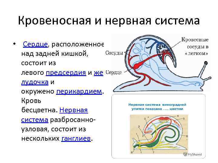 Кровеносная и нервная система • Сердце, расположенное над задней кишкой, состоит из левого предсердия