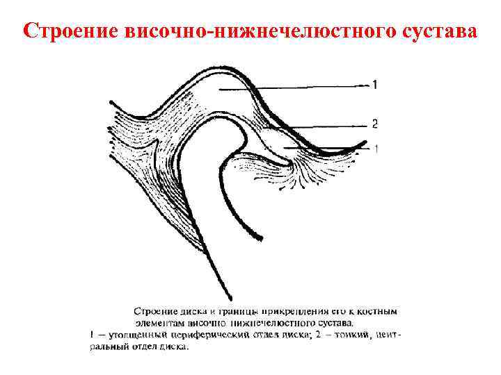 Строение височно-нижнечелюстного сустава 