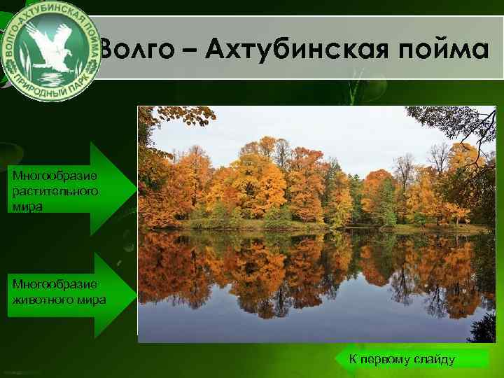 Волго – Ахтубинская пойма Многообразие растительного мира Многообразие животного мира К первому слайду 