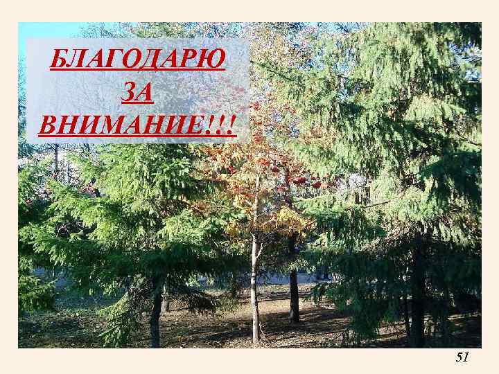 БЛАГОДАРЮ ЗА ВНИМАНИЕ!!! 51 