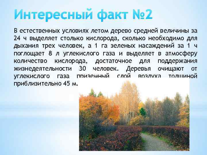 Интересный факт № 2 В естественных условиях летом дерево средней величины за 24 ч