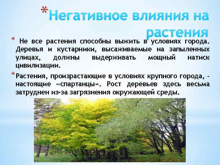 * Негативное влияния на растения * Не все растения способны выжить в условиях города.