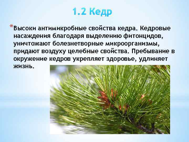 1. 2 Кедр *Высоки антимикробные свойства кедра. Кедровые насаждения благодаря выделению фитонцидов, уничтожают болезнетворные