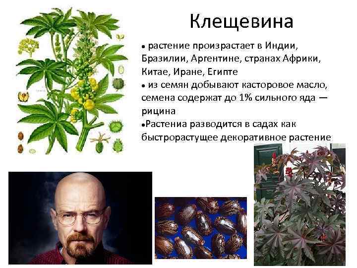 Клещевина растение произрастает в Индии, Бразилии, Аргентине, странах Африки, Китае, Иране, Египте из семян