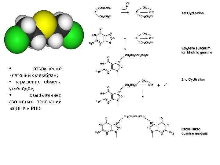  • разрушение клеточных мембран; • нарушение обмена углеводов; • «вырывание» азотистых оснований из