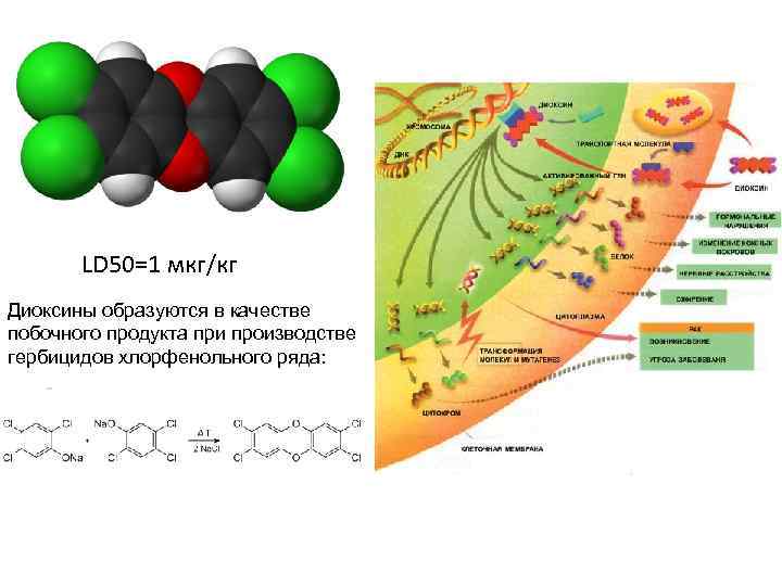 LD 50=1 мкг/кг Диоксины образуются в качестве побочного продукта при производстве гербицидов хлорфенольного ряда: