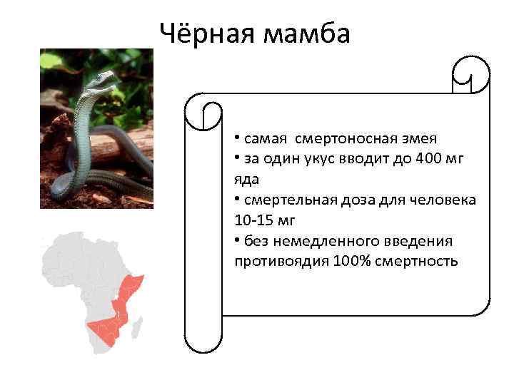 Есть Ли Противоядие От Укуса Черной Мамбы