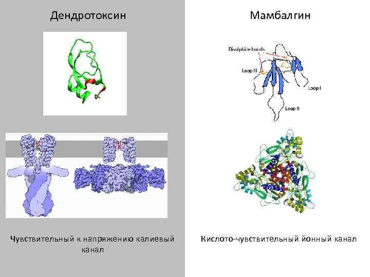 Дендротоксин Чувствительный к напряжению калиевый канал Мамбалгин Кислото-чувствительный йонный канал 