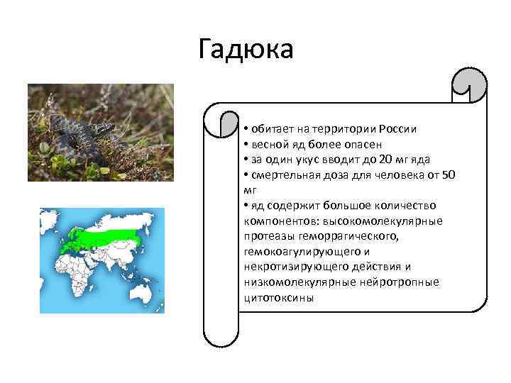 Гадюка • обитает на территории России • весной яд более опасен • за один