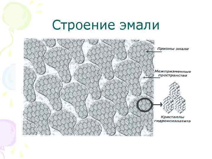 Строение эмали 