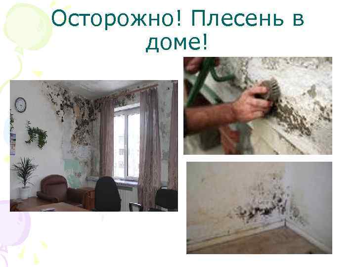 Осторожно! Плесень в доме! 