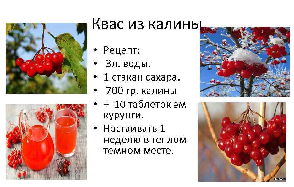 Квас из калины Рецепт: 3 л. воды. 1 стакан сахара. 700 гр. калины +