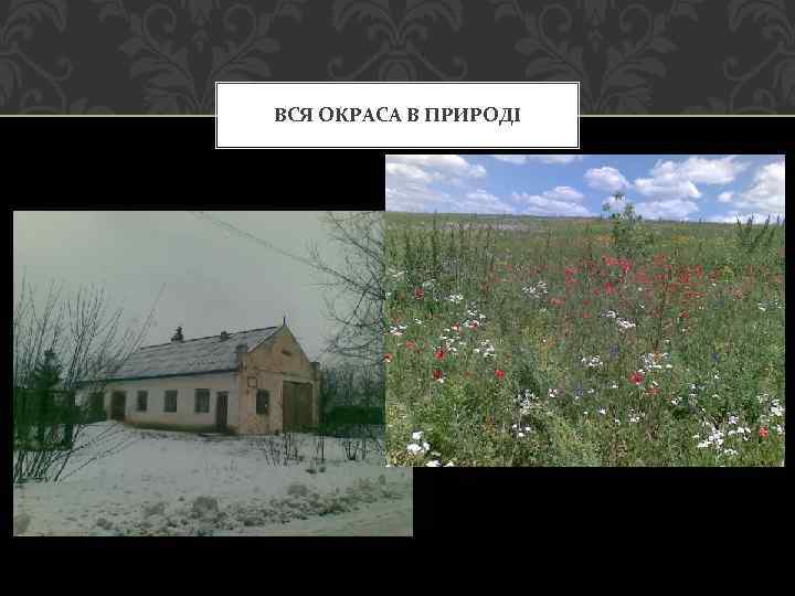 ВСЯ ОКРАСА В ПРИРОДІ 