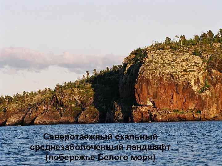 Северотаежный скальный среднезаболоченный ландшафт (побережье Белого моря) 