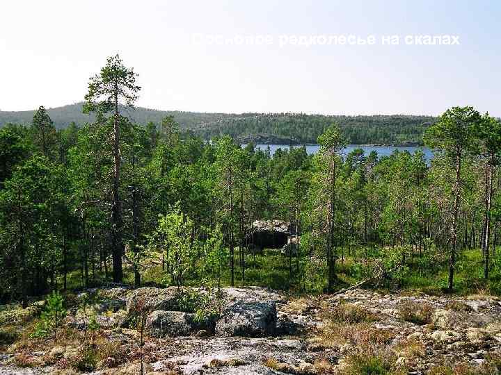 Сосновое редколесье на скалах 