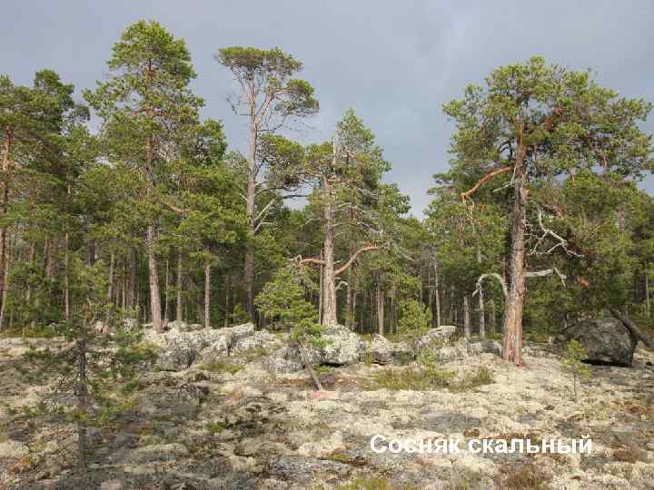 Сосняк скальный 