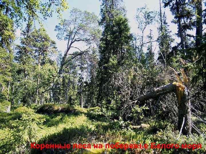 Коренные леса на побережье Белого моря 