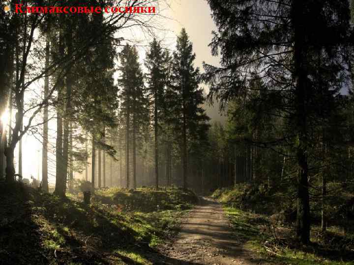  Климаксовые сосняки. 