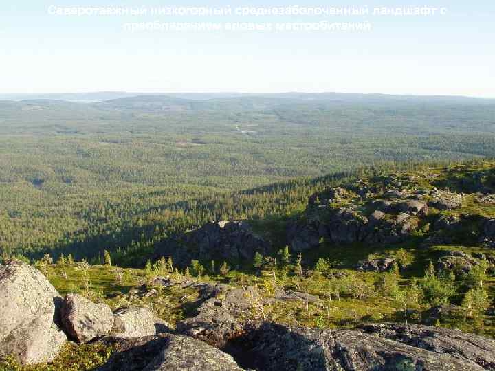 Северотаежный низкогорный среднезаболоченный ландшафт с преобладанием еловых местообитаний 