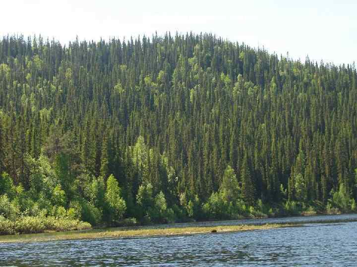 Коренные ельники 