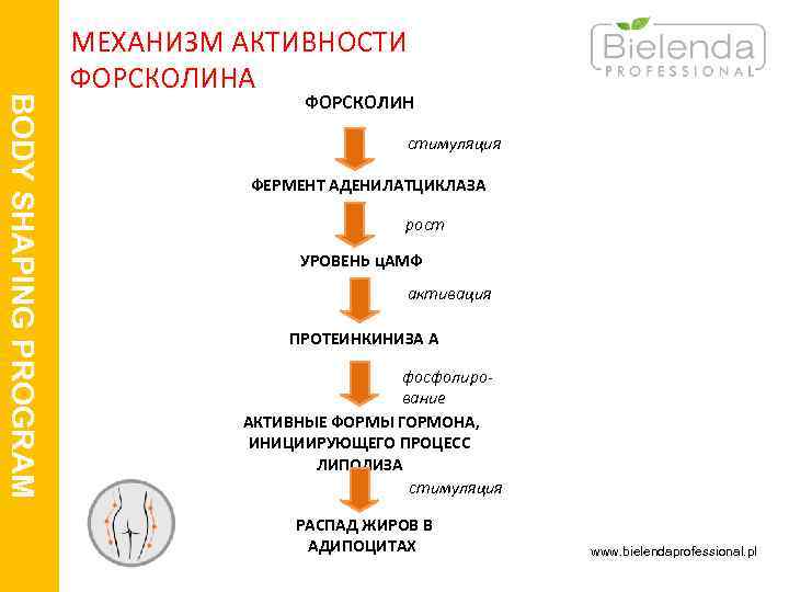 BODY SHAPING PROGRAM МЕХАНИЗМ АКТИВНОСТИ ФОРСКОЛИНА ФОРСКОЛИН стимуляция ФЕРМЕНТ АДЕНИЛАТЦИКЛАЗА рост УРОВЕНЬ ц. АМФ