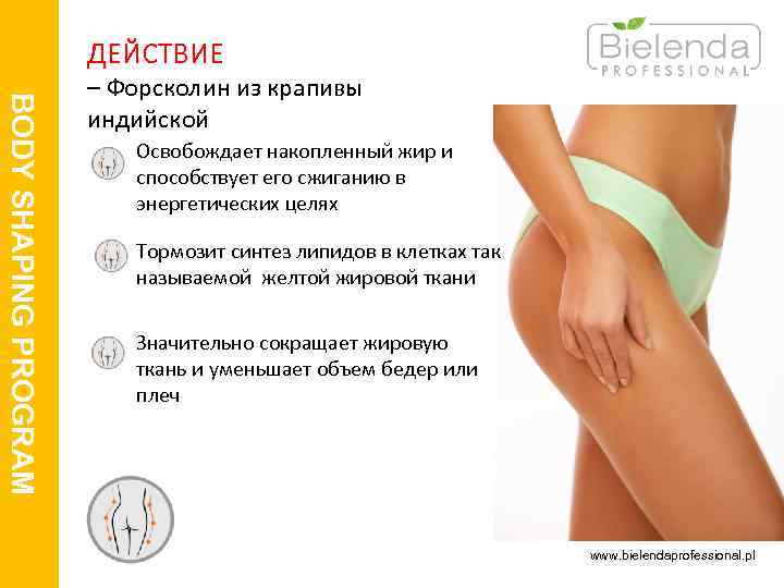  ДЕЙСТВИЕ BODY SHAPING PROGRAM – Форсколин из крапивы индийской Освобождает накопленный жир и