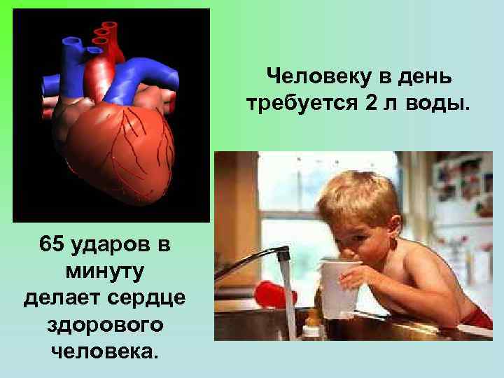 Человеку в день требуется 2 л воды. 65 ударов в минуту делает сердце здорового