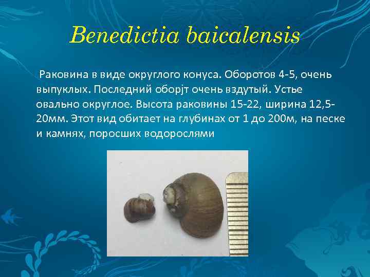 Benedictia baicalensis Раковина в виде округлого конуса. Оборотов 4 -5, очень выпуклых. Последний оборjт